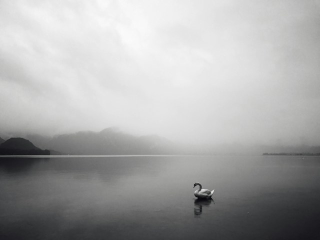 A black and white photo of a swan on still lake to show what it means to find stillness.