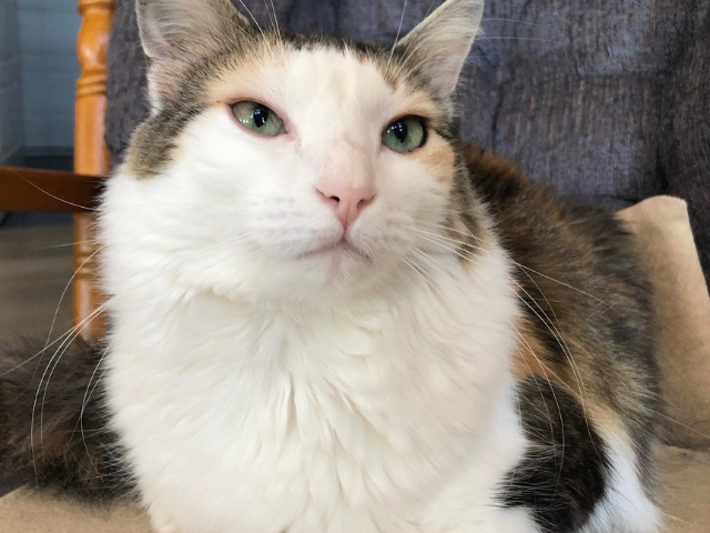 photo of a fluffy calico cat with a white face and chest to illustrate the three somatic edits every project should go through.