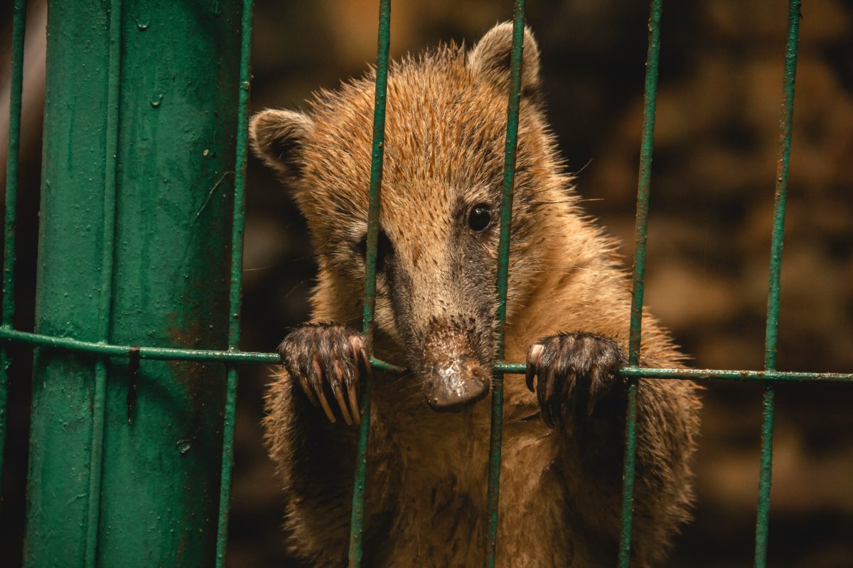 A brown baby bear in a cage to illustrate 2 writing myths that keep writers stuck