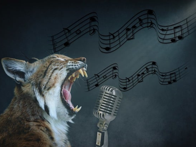 Photo of a tiger with it's mouth open in front of a microphone to illustrate your writing voice